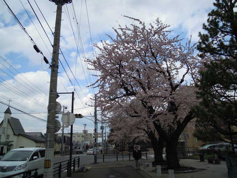 三沢市役所前の桜