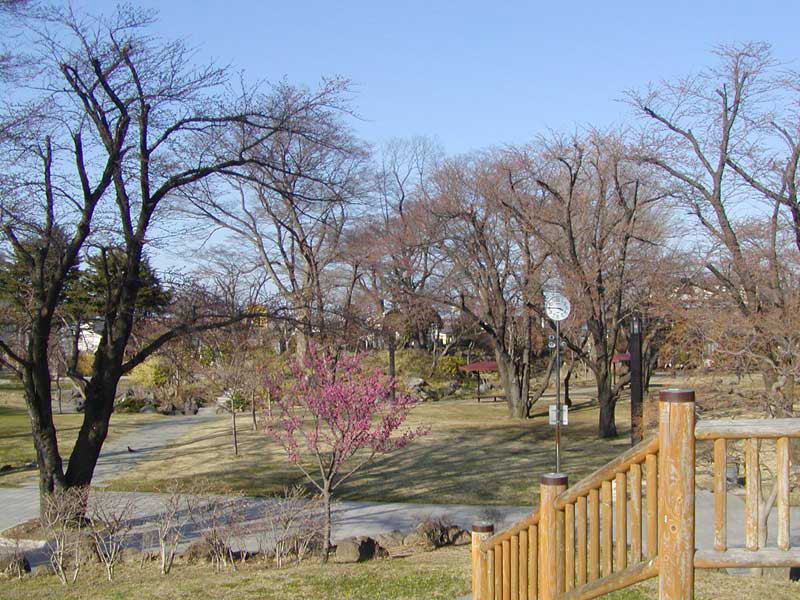 桜の木が立ち並ぶ三八城公園
