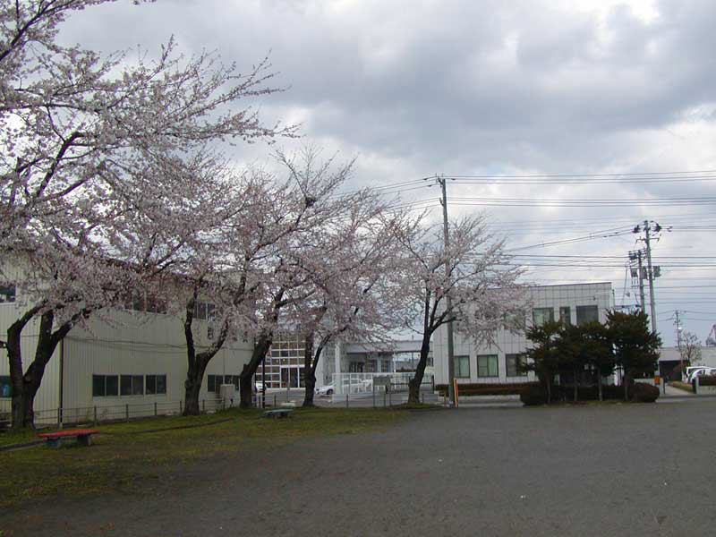 八戸市「小中野3号公園」の桜