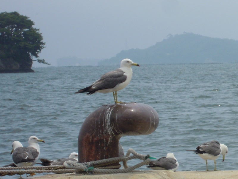 宮城県松島町・定期観光船発着場の浮桟橋で羽を休めるウミネコたち