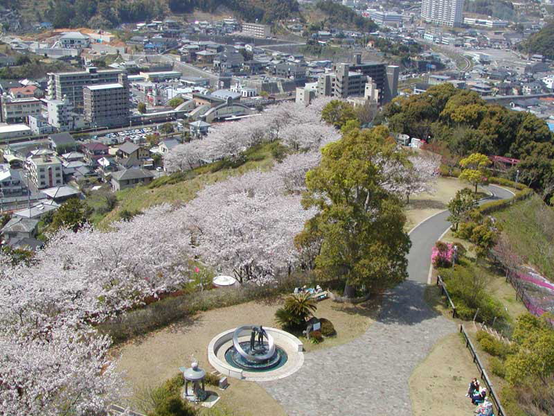 桜満開の中尾城公園