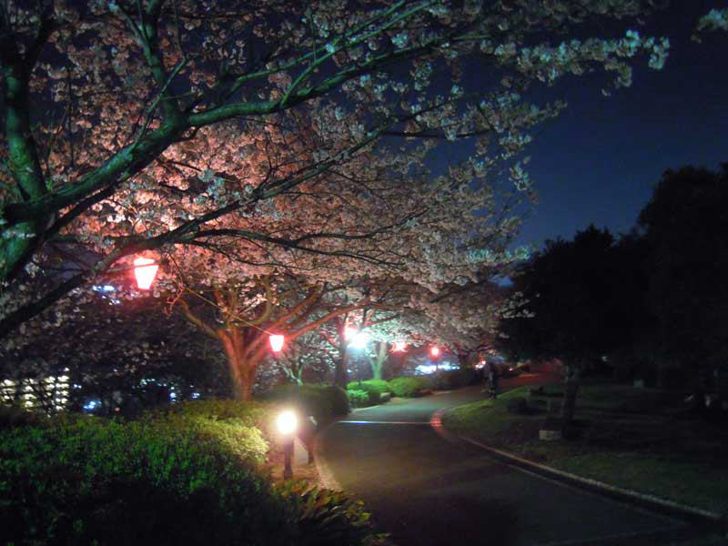 中尾城公園の夜桜