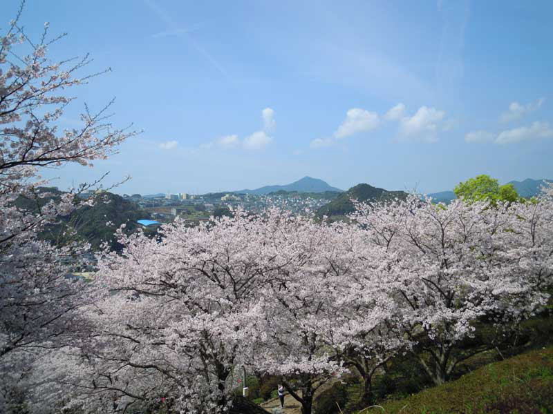中尾城公園の満開の桜