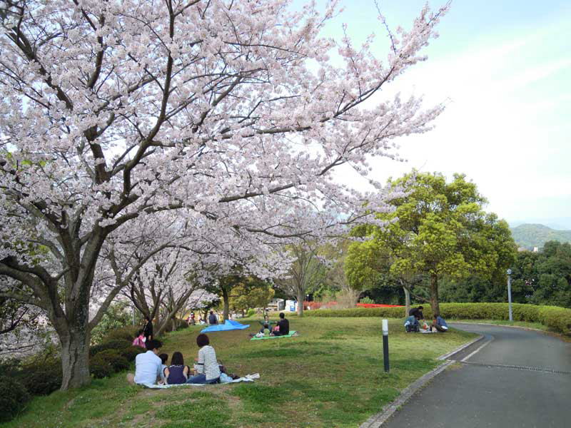 中尾城公園の満開の桜のもとで花見を楽しむ家族連れの皆さん