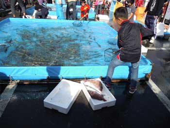 長崎さかな祭り　魚のすくいどり