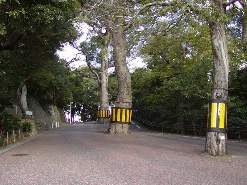 長崎公園“諏訪の杜”内を走る急坂な道路の真ん中には、７本のクスノキの大木、御神木が立ち並んでいます