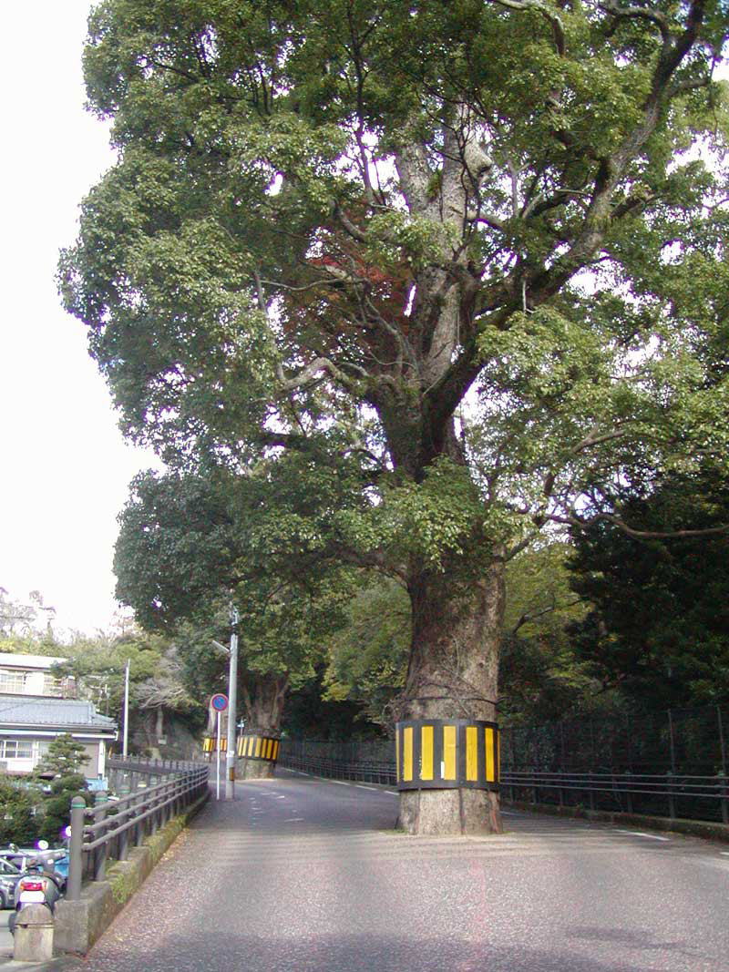 どっしりと道の真ん中に鎮座する長崎公園“諏訪の杜”の御神木クスノキ