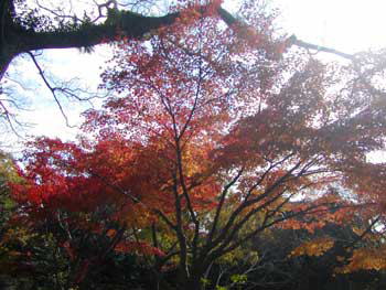 長崎公園”諏訪の杜”の紅葉
